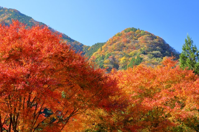 みんなに聞いた】関東の紅葉スポット人気ランキングTOP10！見頃も解説